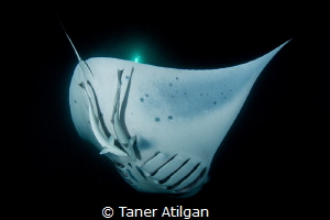 Hide & seek - Manta & pilot fish at a night dive by Taner Atilgan 
